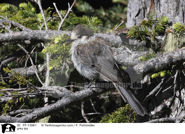 Meisenhher / grey jay / FF-13961