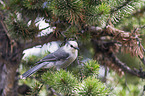 grey jay