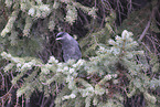 grey jay