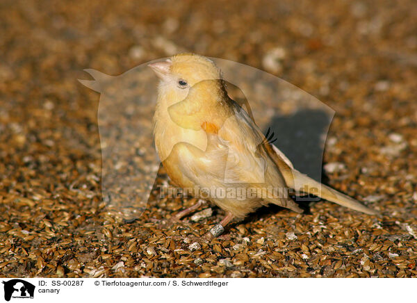 Kanarienvogel / canary / SS-00287