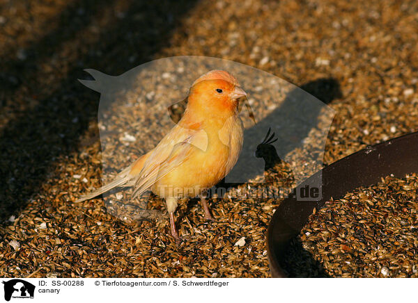 canary / SS-00288