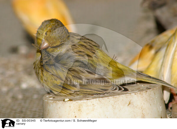Kanarienvogel / canary / SS-00345