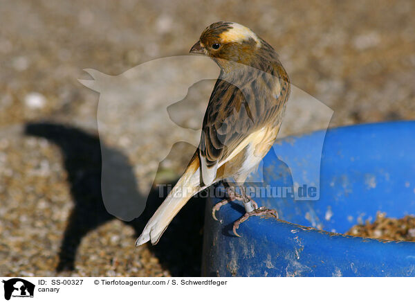 Kanarienvogel / canary / SS-00327