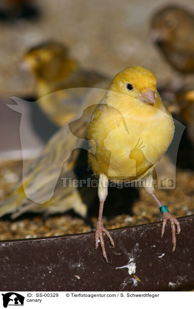 Kanarienvogel / canary / SS-00329