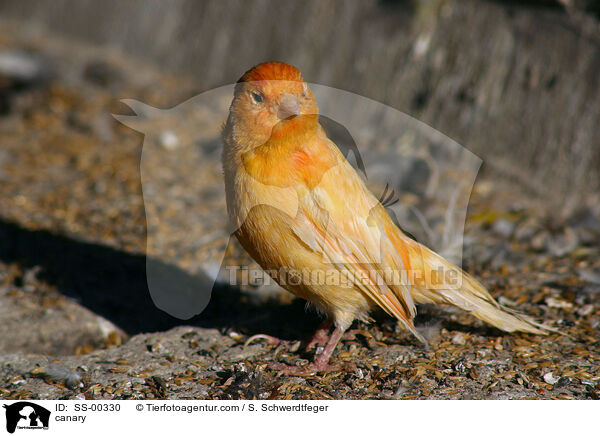 Kanarienvogel / canary / SS-00330
