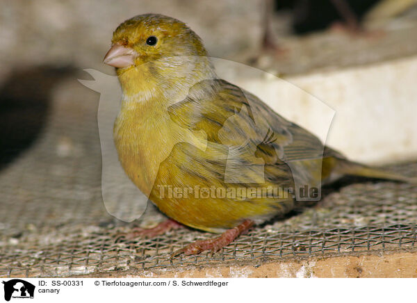 Kanarienvogel / canary / SS-00331