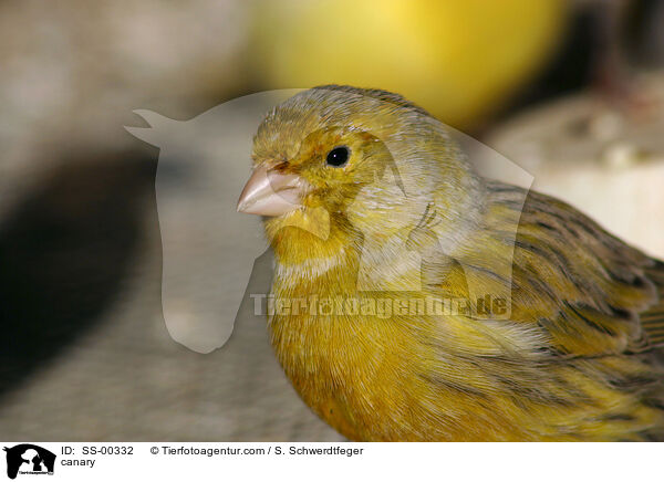 Kanarienvogel / canary / SS-00332