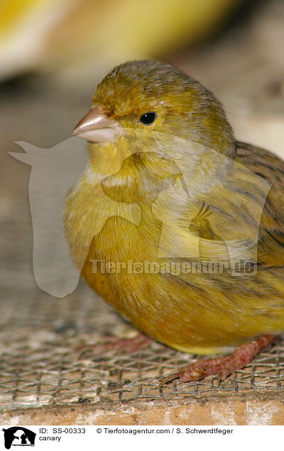 canary / SS-00333