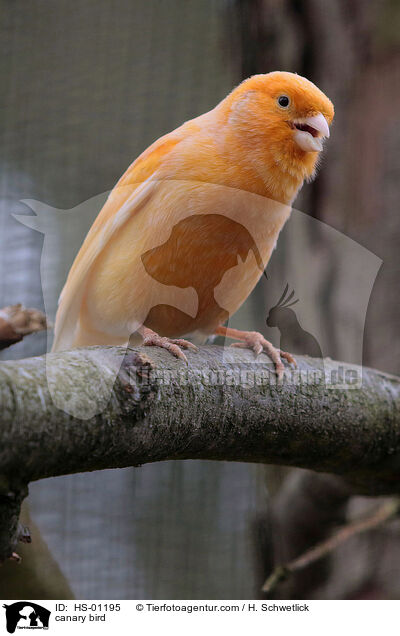canary bird / HS-01195