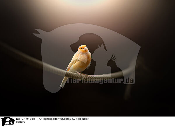Kanarienvogel / canary / CF-01358