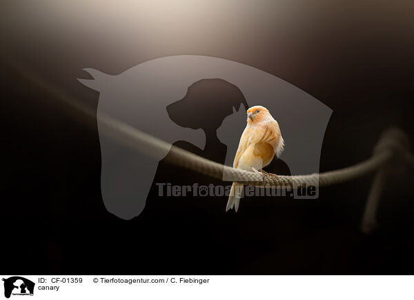 Kanarienvogel / canary / CF-01359