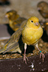 canary