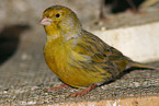 canary