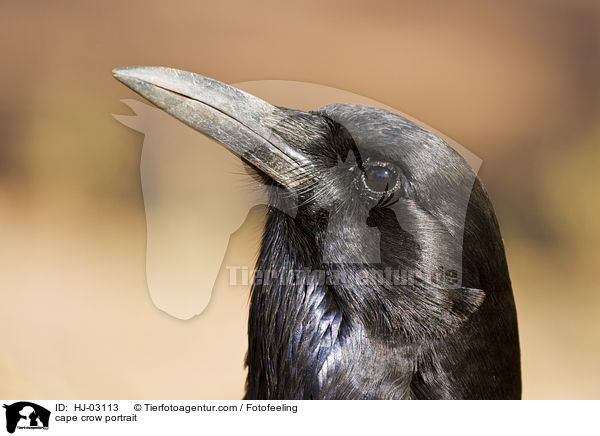 cape crow portrait / HJ-03113