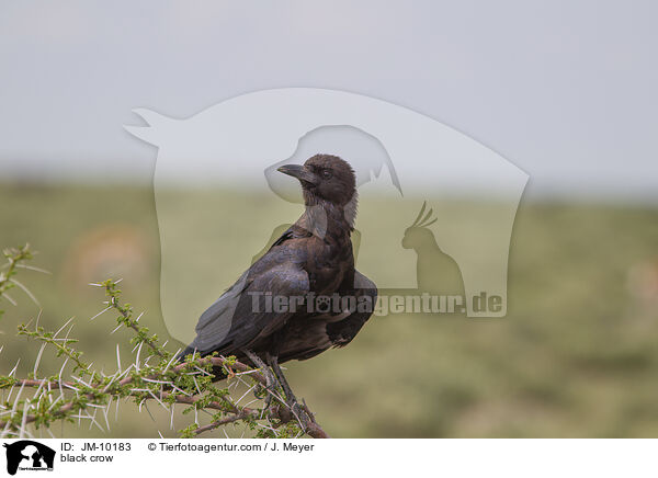 black crow / JM-10183