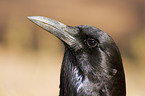 cape crow portrait