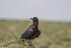 black crow