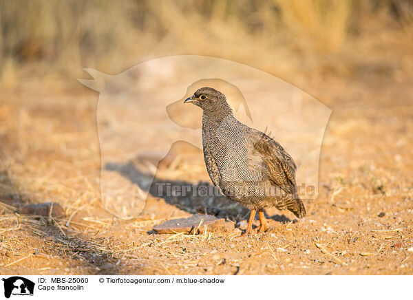 Kapfrankolin / Cape francolin / MBS-25060