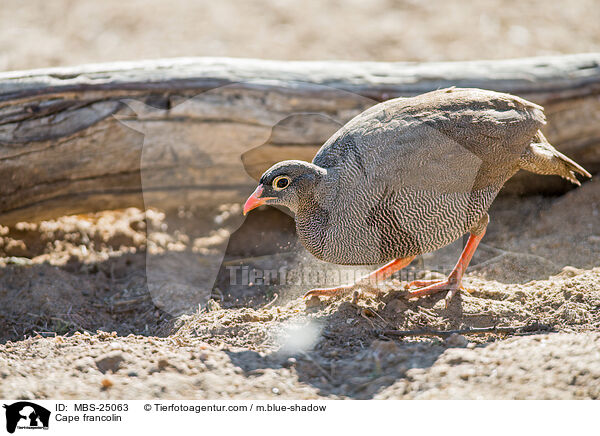 Cape francolin / MBS-25063