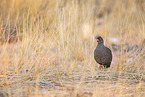 Cape francolin