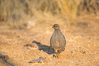 Cape francolin