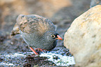 Cape francolin