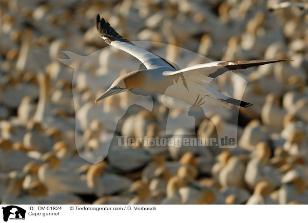 Cape gannet / DV-01824