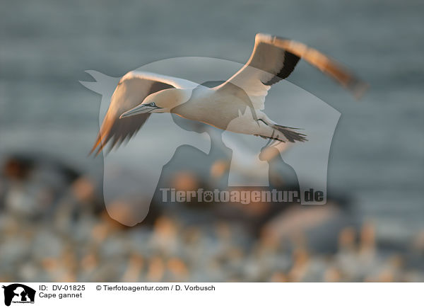 Cape gannet / DV-01825