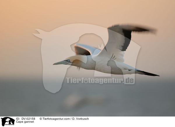 Kaptlpel / Cape gannet / DV-02158