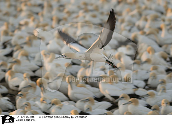 Cape gannets / DV-02305