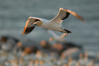 Cape gannet