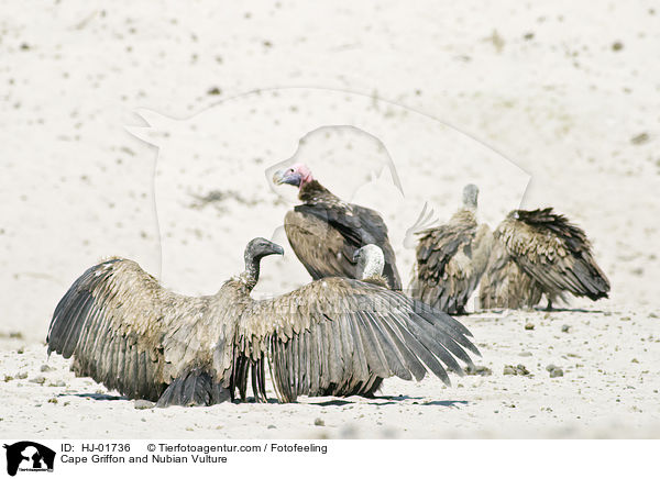 Cape Griffon and Nubian Vulture / HJ-01736