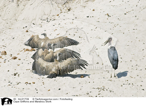 Kapgeier und Marabu / Cape Griffons and Marabou Stork / HJ-01739