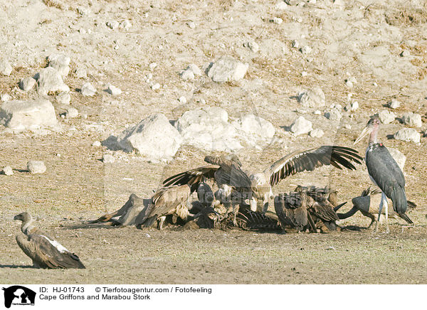 Kapgeier und Marabu / Cape Griffons and Marabou Stork / HJ-01743