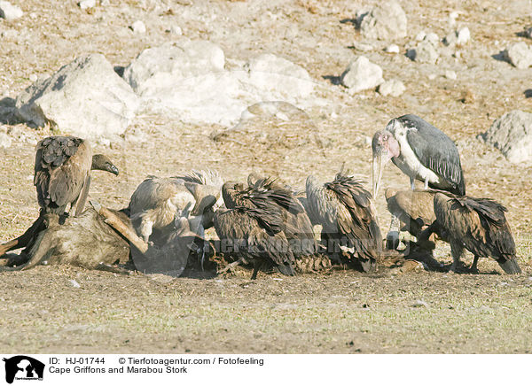 Cape Griffons and Marabou Stork / HJ-01744