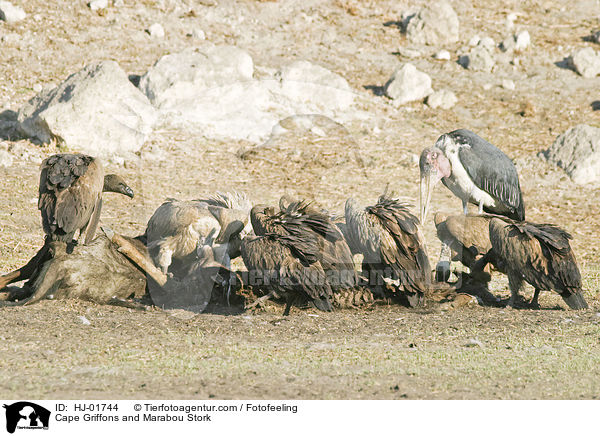 Kapgeier und Marabu / Cape Griffons and Marabou Stork / HJ-01744