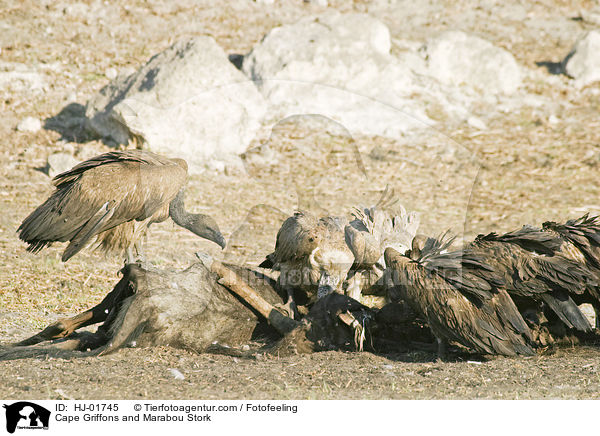 Kapgeier und Marabu / Cape Griffons and Marabou Stork / HJ-01745