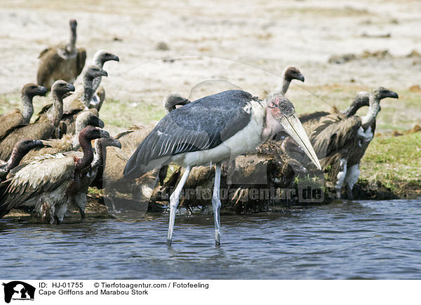 Kapgeier und Marabu / Cape Griffons and Marabou Stork / HJ-01755