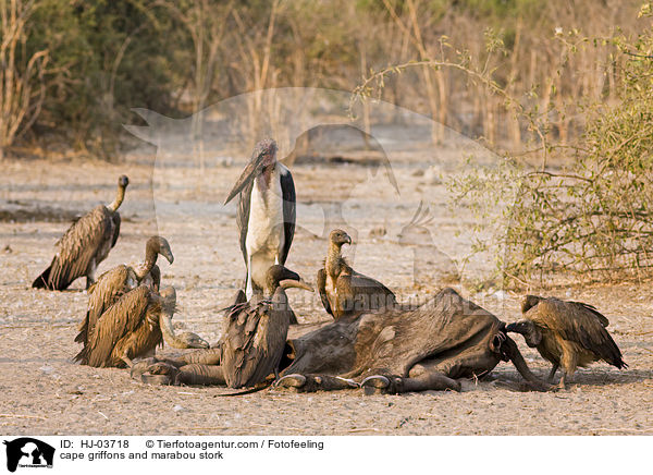 Kapgeier und Marabu / cape griffons and marabou stork / HJ-03718