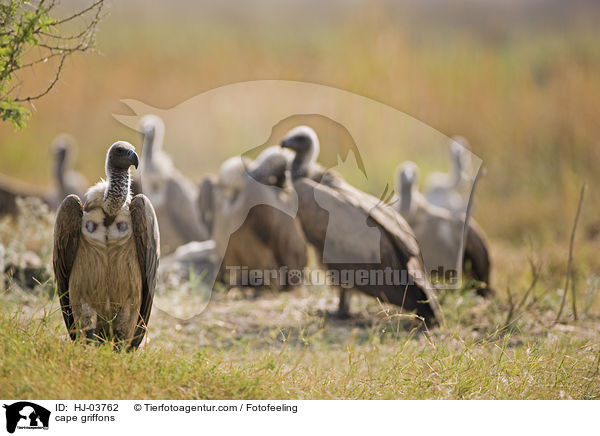 cape griffons / HJ-03762