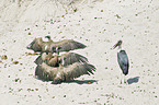 Cape Griffons and Marabou Stork