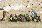 Cape Griffons and Marabou Stork