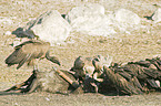 Cape Griffons and Marabou Stork