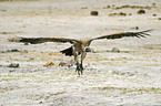 flying Cape Griffon