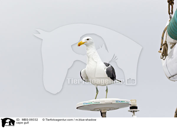 cape gull / MBS-06032