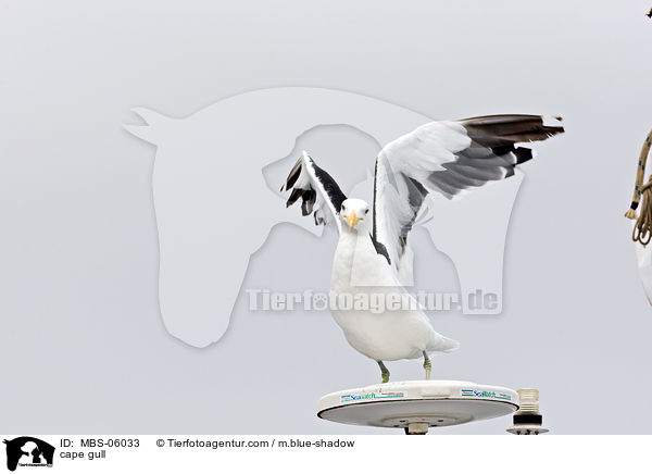cape gull / MBS-06033