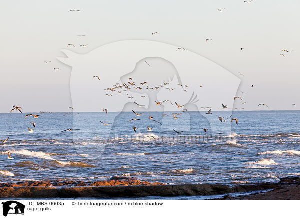 cape gulls / MBS-06035