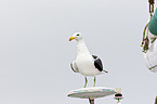cape gull