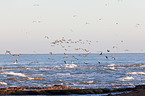 cape gulls