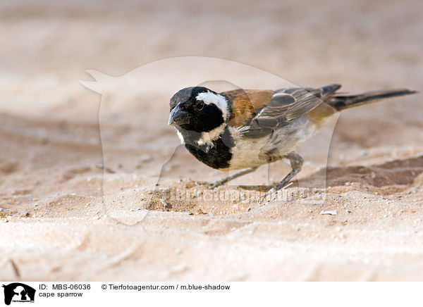 cape sparrow / MBS-06036